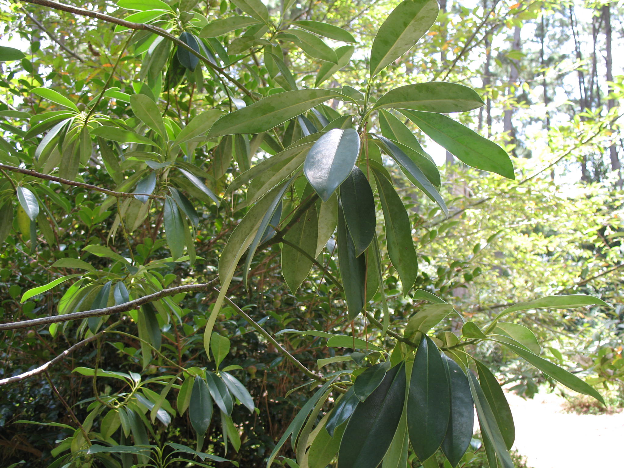 Online Plant Guide - Magnolia Wilsonii / Wilson Magnolia